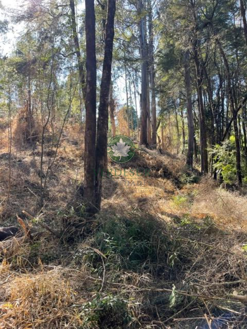 SALIDA SUR RUTA 206, CASA BLANCA, Valdivia, ,Parcela,En Venta,RUTA 206,1843